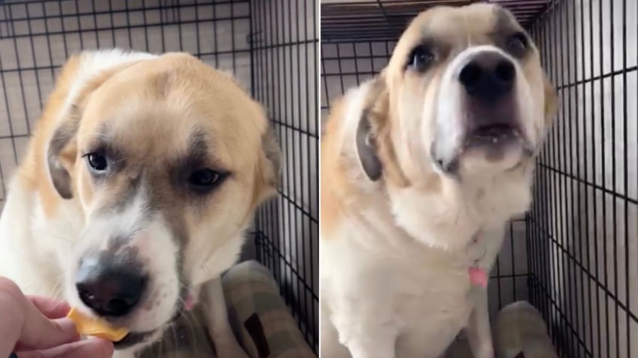 Dog’s Reaction After Eating Cheese Is Unlike Anything You’ve Ever Seen