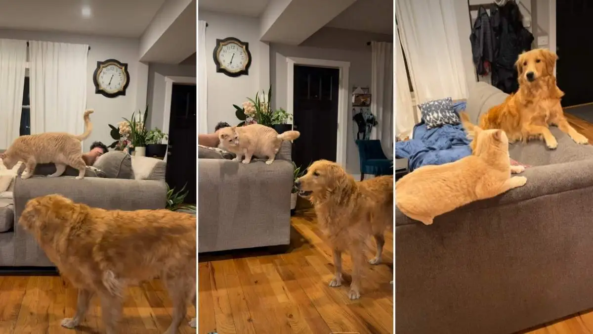 Golden Retriever Accidentally ‘Rage Baits’ the Cat in Hilarious Video