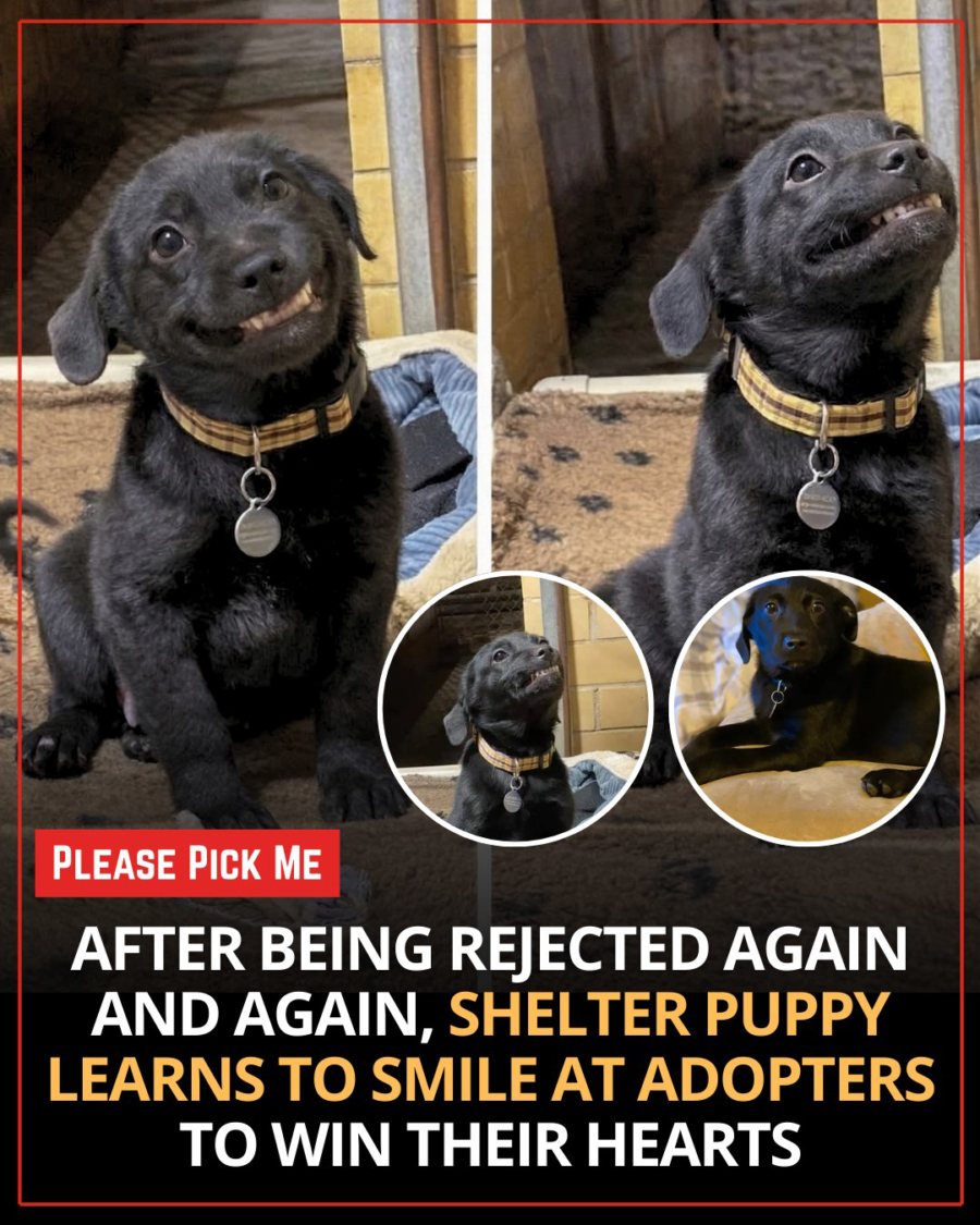 The Unforgettable Journey of Burreaux