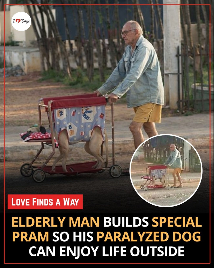 ELDERLY MAN BUILDS SPECIAL PRAM SO HIS PARALYZED DOG CAN ENJOY LIFE OUTSIDE