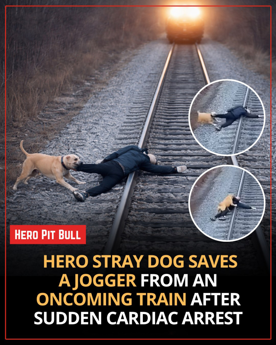From Abandoned to Hero: The Stray Pit Bull Who Refused to Let a Stranger Die