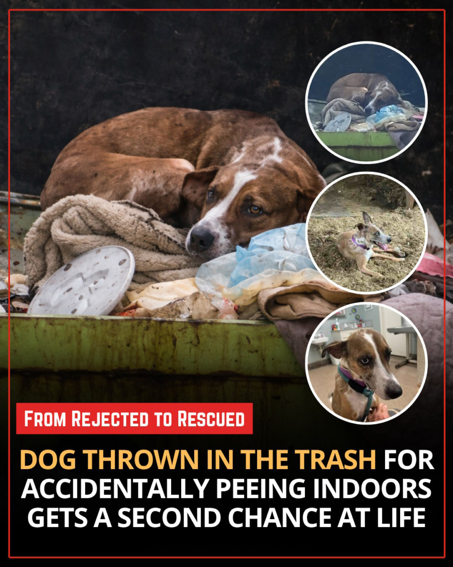 From Dumpster to Destiny: The Incredible Transformation of Sydney From Dumpster to Destiny: The Incredible Transformation of Sydney