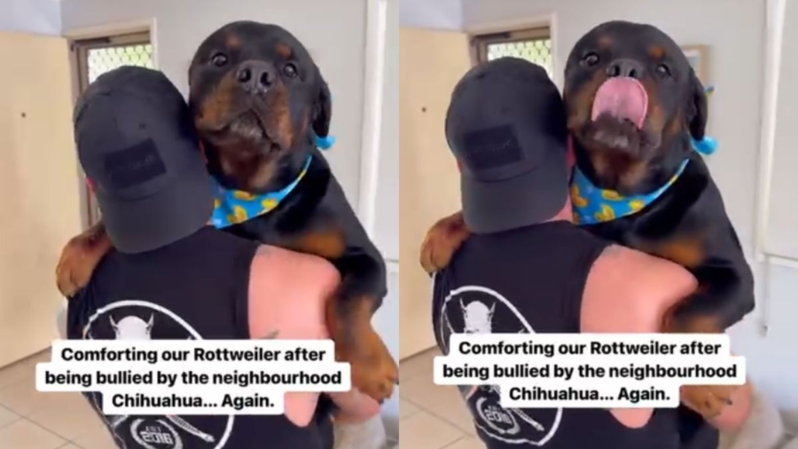 Video: Big Dog Needs Comforting After Being ‘Bullied’ by Chihuahua