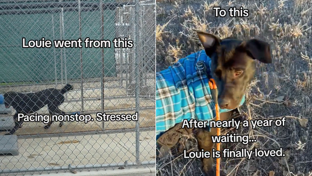 Dog Returned to Shelter Twice for Being ‘Little Fearful’ Finds Forever Home