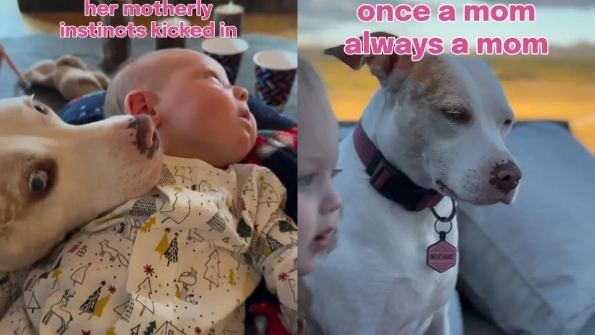 Deaf Rescue Dog Falls in Love With Baby, Then the Unexpected Happens