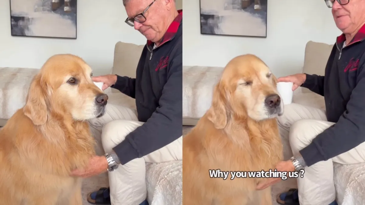 Golden Retriever Gives Mom ‘Stink Eye’ When She Disrupts His Privacy Golden Retriever Gives Mom ‘Stink Eye’ When She Disrupts His Privacy