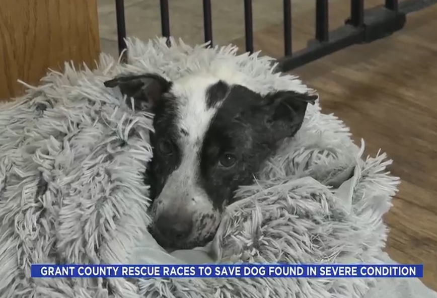 Grant County rescue races to save dog found in severe condition