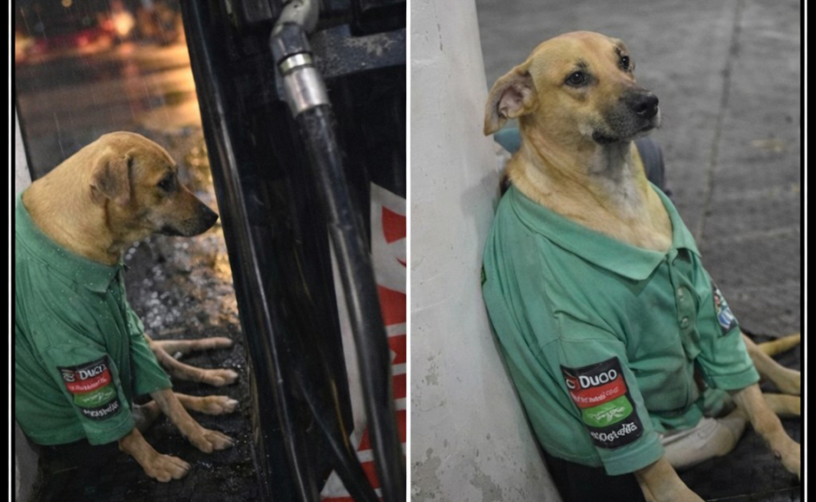The Dog Who Found a Home at a Gas Station and a Place in Everyone’s Heart