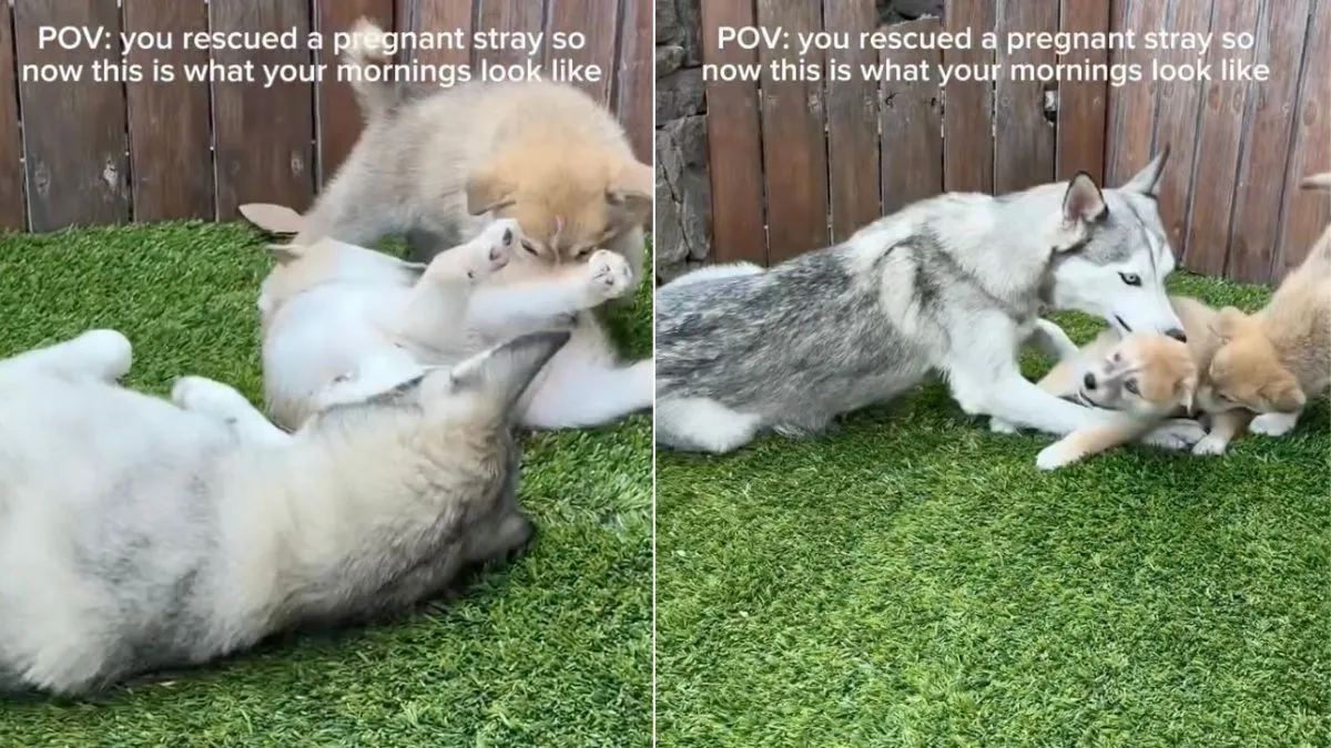 Rescued Pregnant Stray Dog’s Mornings Look Like This After Finding Home