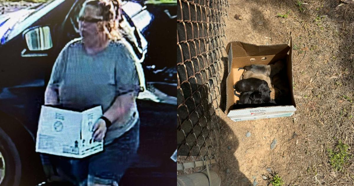 Woman Accused of Abandoning 8 Helpless Newborn Puppies, Now Back With Their Mom Woman Accused of Abandoning 8 Helpless Newborn Puppies, Now Back With Their Mom