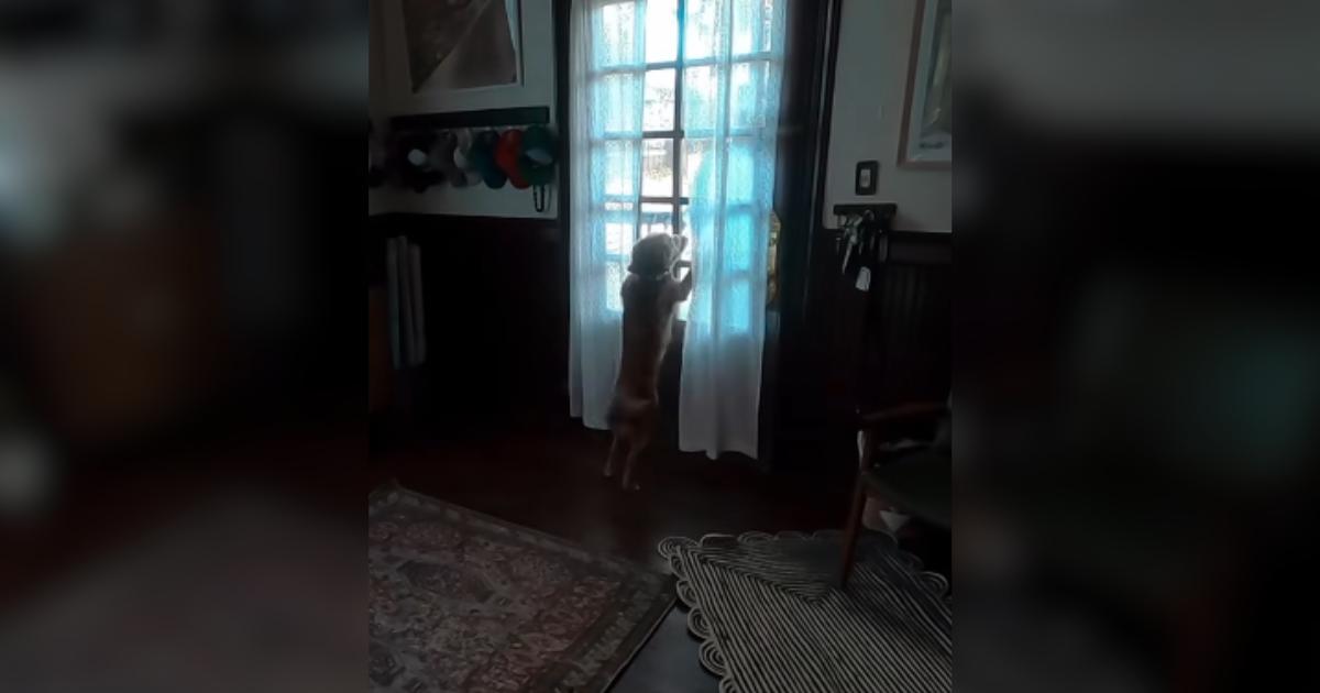 She Went to Space on Artemis II, but This Reunion With Her Dog Has Her Over the Moon She Went to Space on Artemis II, but This Reunion With Her Dog Has Her Over the Moon