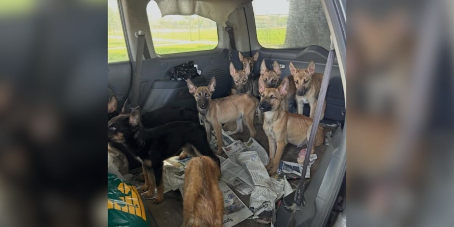 Rescuers Open Abandoned Car And See 9 ‘Super Skinny’ Puppies Staring At Them