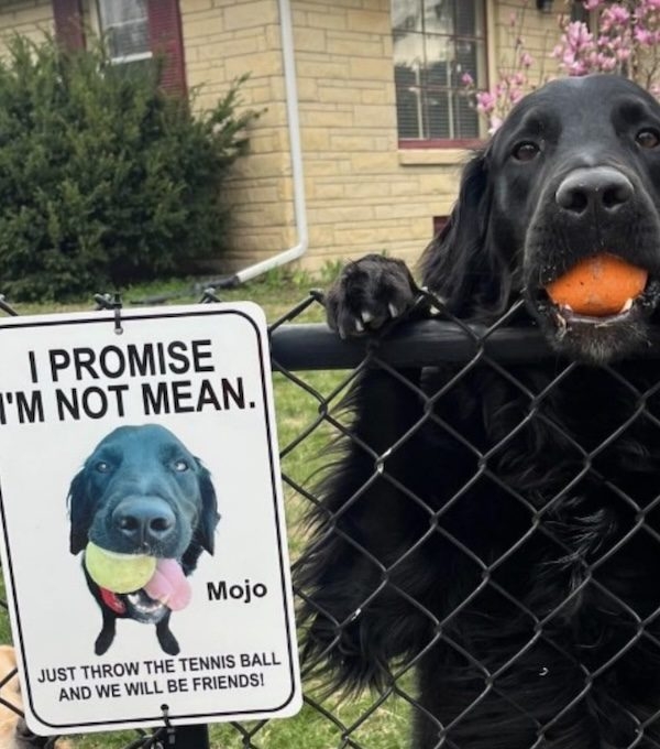 Dog Overcomes His Fear Of Strangers With Help Of Tennis Balls and a Sign Dog Overcomes His Fear Of Strangers With Help Of Tennis Balls and a Sign