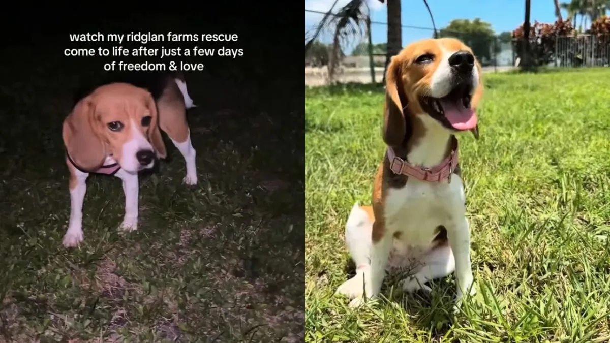 Rescue Dog Once Caged Clings to Mom During Cuddles, Scared It’ll All Go Away
