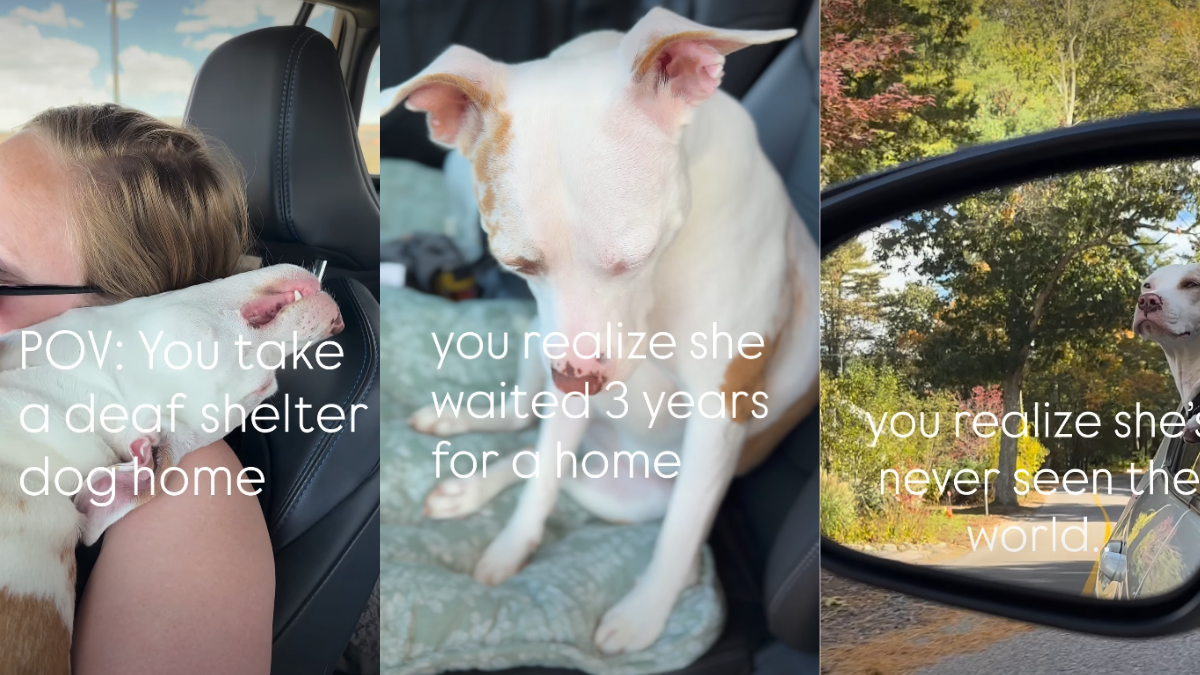 Deaf Rescue Dog Sees the World & Life Outside a Cage for the First Time