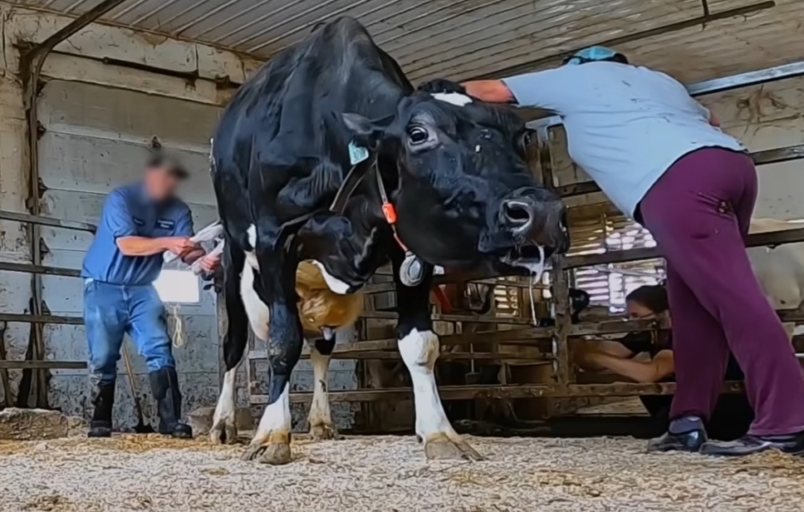 THE 600-MILE JOURNEY TO FREEDOM: THE UNLIKELY ODYSSEY OF MICKEY AND MOOSE