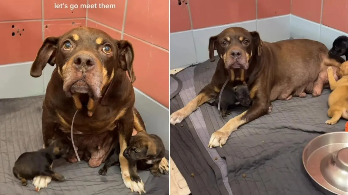 Mama Shelter Dog Found Dumped With Her Babies in a Park Looks Up, Pleading for Rescue