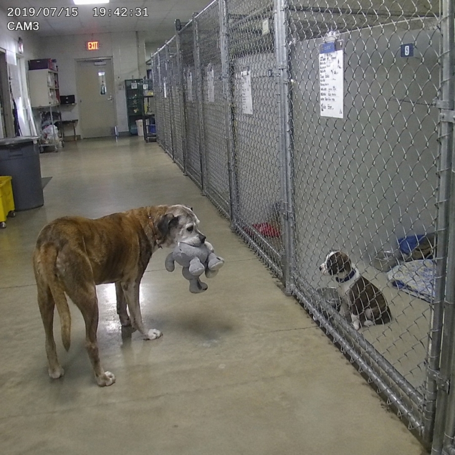 THE OLD DOG NOBODY ADOPTED LEFT A MYSTERY BEHIND