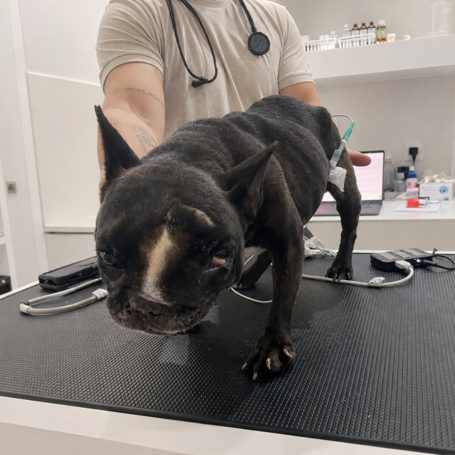 Saving Dona: The Puppy the World Left to Break