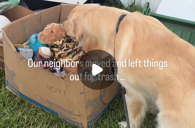 Golden Retriever Finds a ‘Baby’ on Sidewalk, Carries It Home & Refuses To Let Go