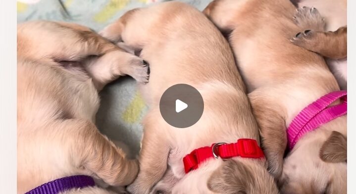 Mama Golden Retriever Snuggles Close to Her Babies as if She’s Afraid To Leave Them