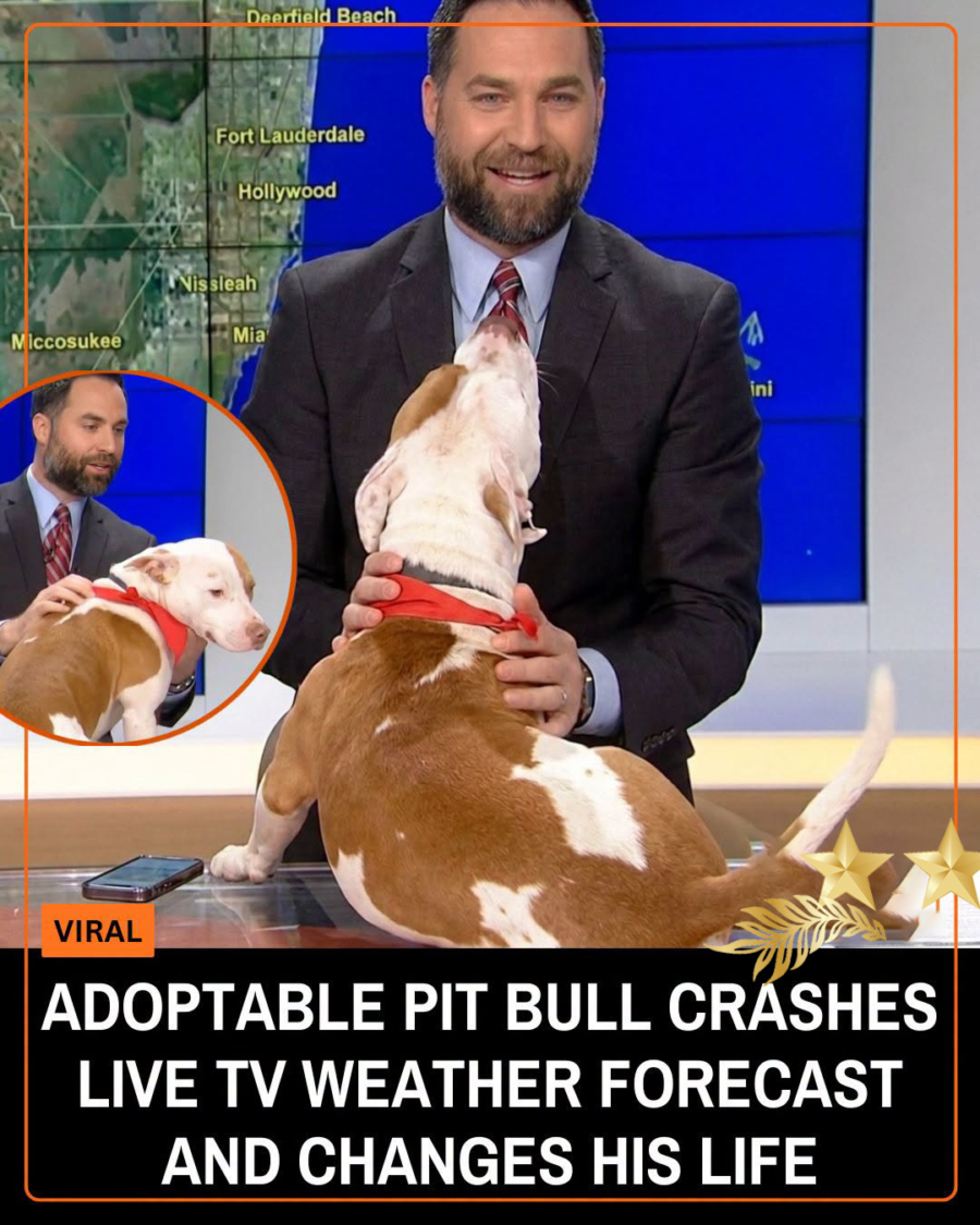 Shelter Dog Crashes Live Weather Report And Instantly Steals The Show
