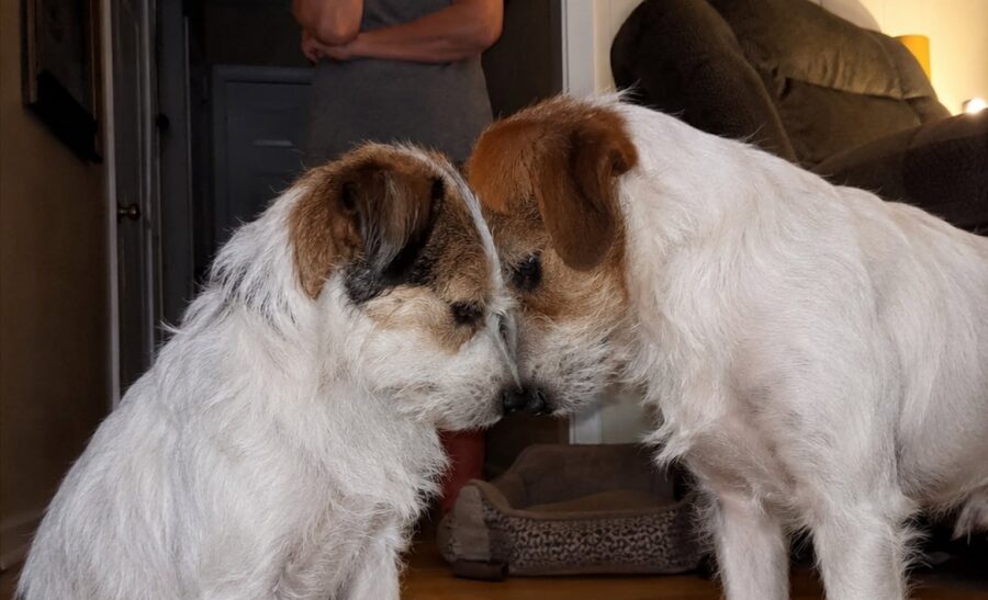 They Separated This Bonded Pair Because “They’re Harder To Adopt.” The Consequences Were Devastating They Separated This Bonded Pair Because “They’re Harder To Adopt.” The Consequences Were Devastating