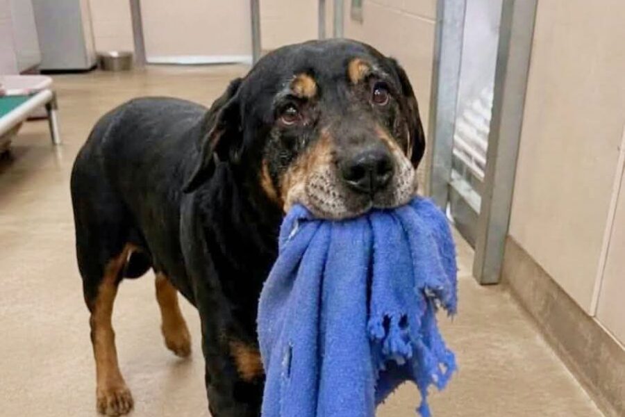 The Blue Blanket: Why This Old Dog Refused to Let Go The Blue Blanket: Why This Old Dog Refused to Let Go
