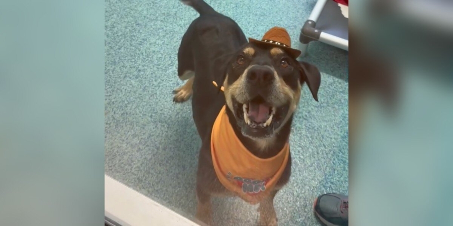 Shelter Dog Waits In A Cowboy Hat To Meet His New Family — But They Never Show