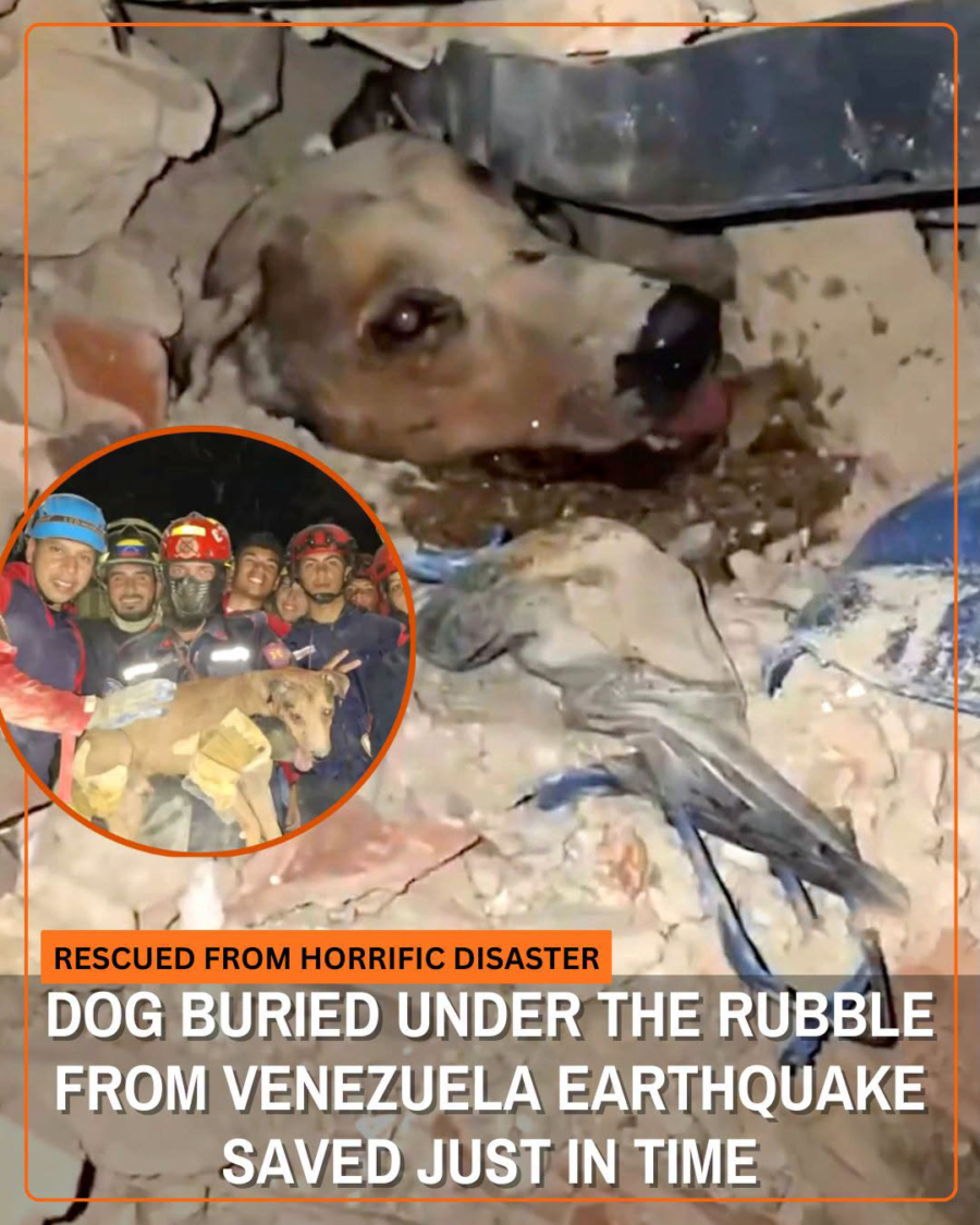 One dog was buried so completely that rescuers could barely reach him. One dog was buried so completely that rescuers could barely reach him.