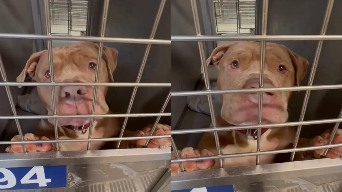 Heartbroken Shelter Dog’s Whimpers Are a Desperate ‘Plea to Be Chosen’