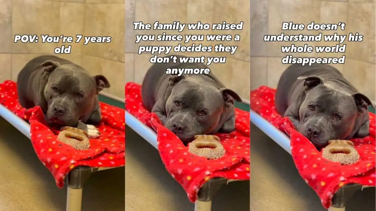 Shelter Dog’s World Felt Apart When His Family Didn’t Want Him & He Doesn’t Understand Why Shelter Dog’s World Felt Apart When His Family Didn’t Want Him & He Doesn’t Understand Why