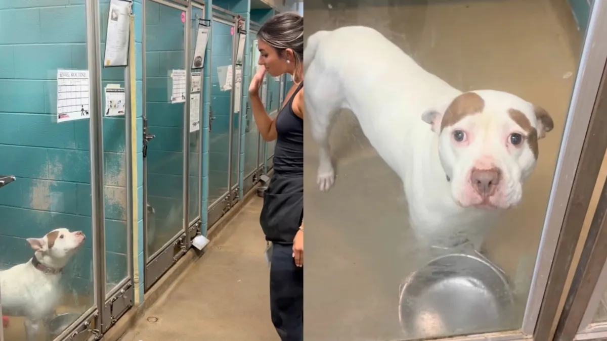 Human Says Goodbye To Shelter Dog Who Grew up in a Kennel & Their Heart Sinks for a Reason