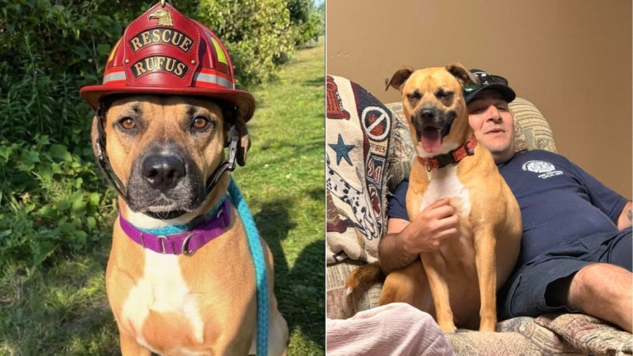 Shelter Dog Who Waited Two Years for a Family Finds One at a Fire Station