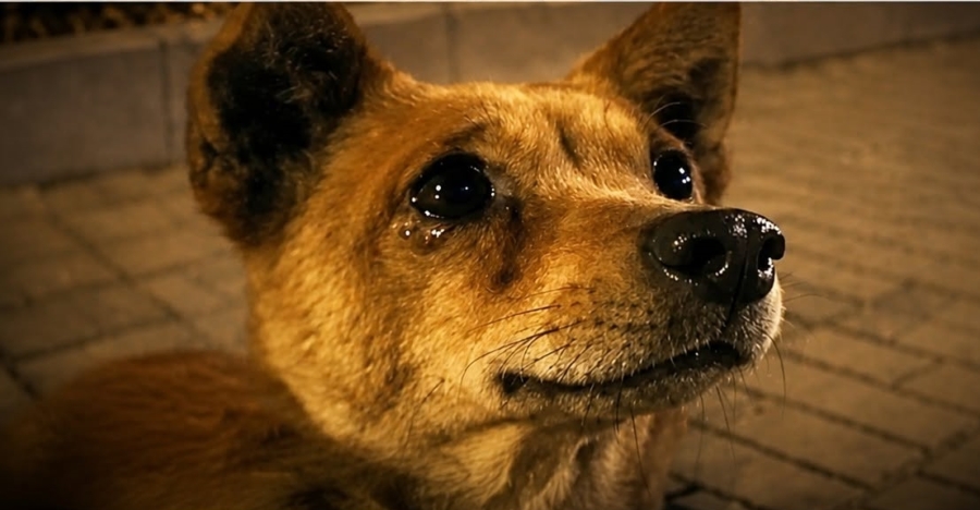 Starving and Alone for Days Starving and Alone for Days