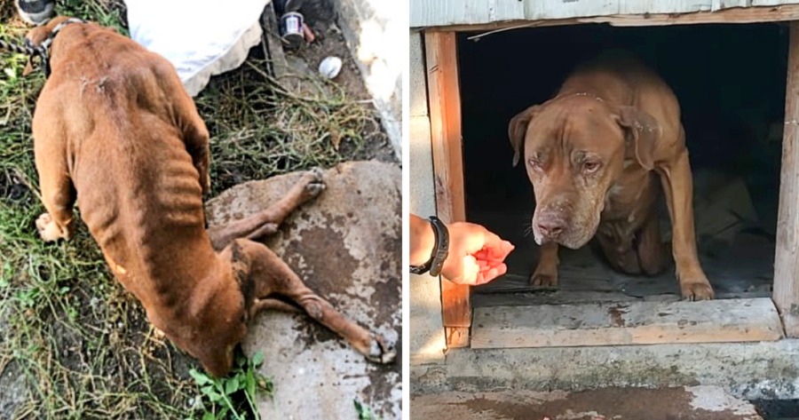He Couldn’t Walk… So He Dragged Himself Toward the People Who Came to Save Him