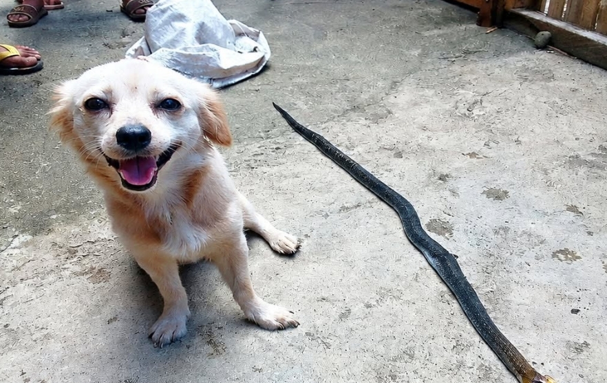 She Smiled Beside the Snake… Then She Was Gone