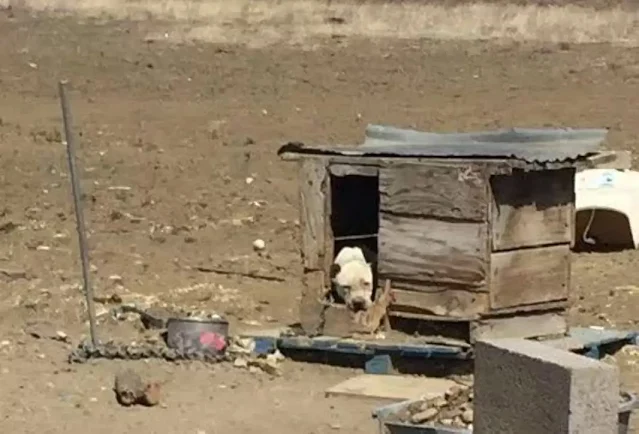 She Spent Years Chained and Alone… Then She Discovered a Toy