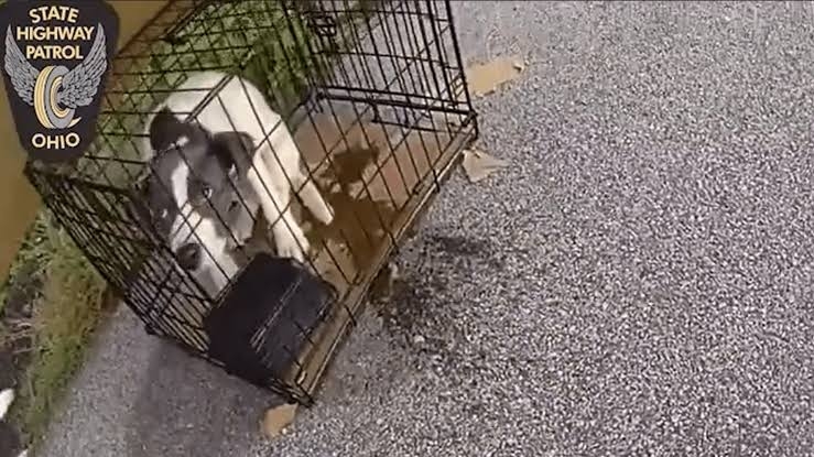 Shocked State Trooper Finds Puppy at ‘Tremendous Risk’ Abandoned in Cage Near a Busy Ohio Highway