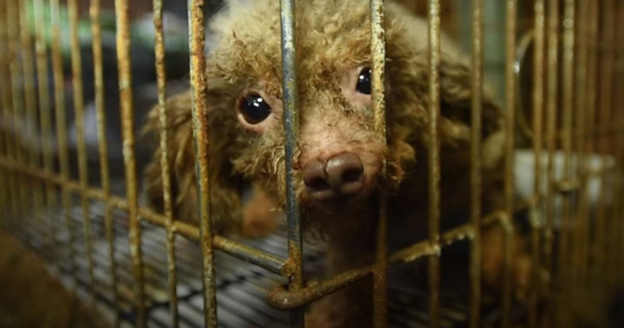 Tiny poodle was locked in basement for a lifetime – but watch when she sees sunlight for the first time Tiny poodle was locked in basement for a lifetime – but watch when she sees sunlight for the first time