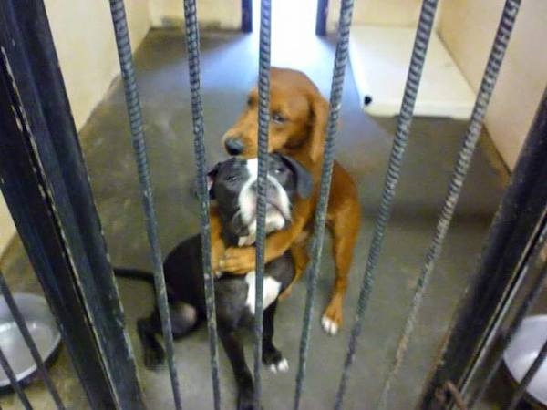 Terrified Shelter Puppy Hugs Her Best Friend And Ends Up Saving Both Their Lives
